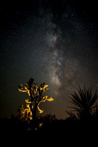 photo of a lighted tree and stars photo