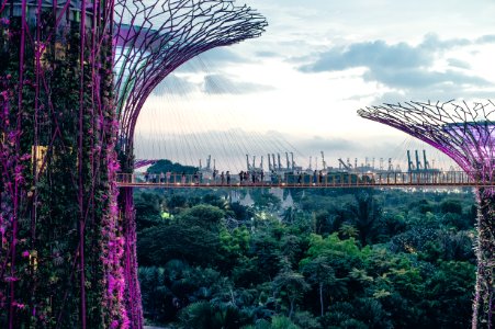 Gardens by the Bay, Singapore photo