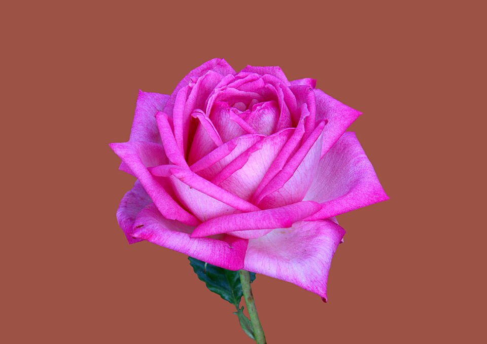 Rose garden bad kissingen rose bloom