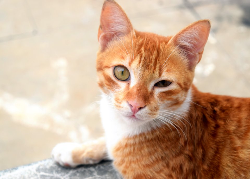 Adorable, Cute, Animal
