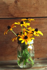 yellow sunflowers in Mason jar photo