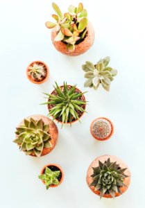 assorted succulents in clay pots photo