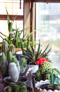 assorted-type cacti photo