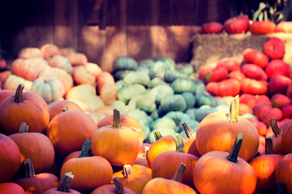 variety of vegetables photo