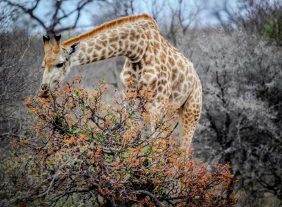 brown and white giraffe eating leaves photo