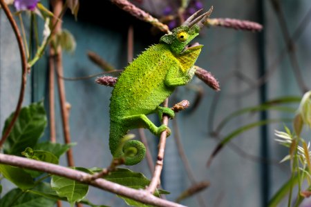 shallow focus photography of chameleon in branch photo
