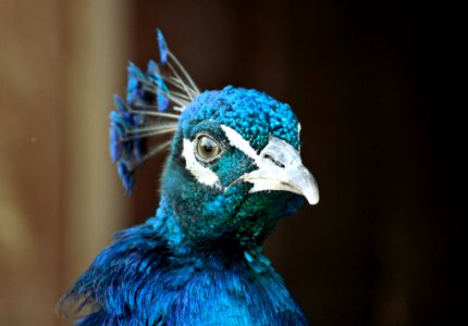 close up photography of peacock photo