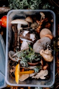 bunch of mushrooms on tray photo