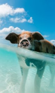 pig walking on body of water during day photo