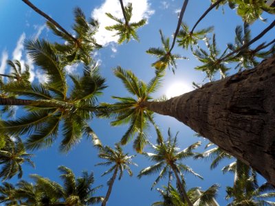 worm's eye view of coconut trees photo