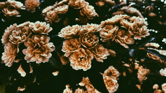 bed brown flowers