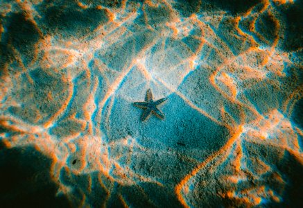 star fish under water photo