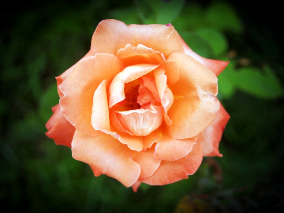 Garden background blossoming