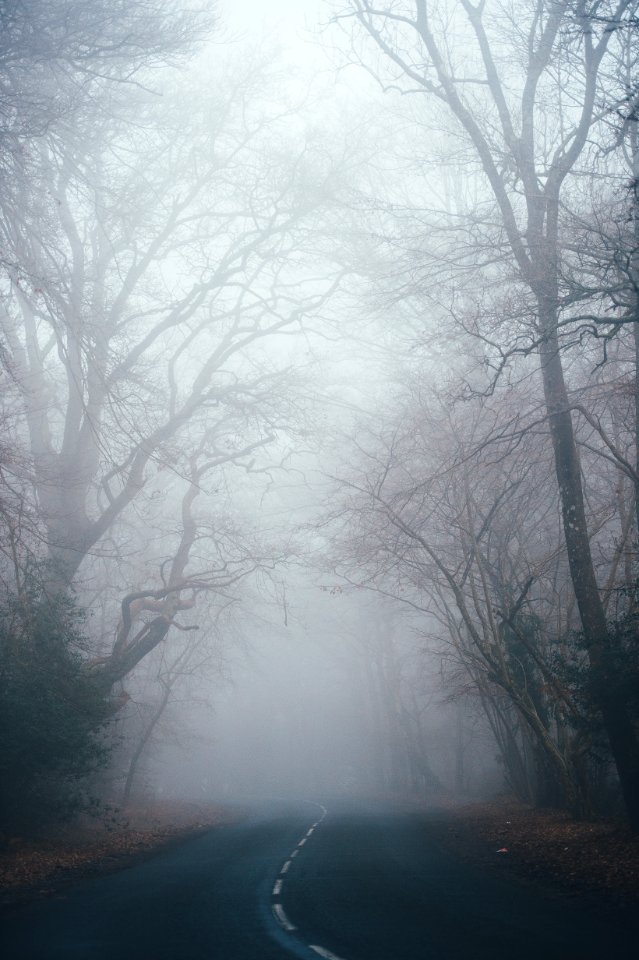 bare tree between road photo