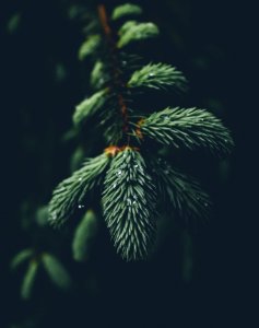 shallow focus photography of green spruce tree photo