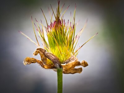 Blossom bloom plant