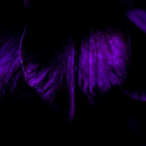 purple flower petal photo