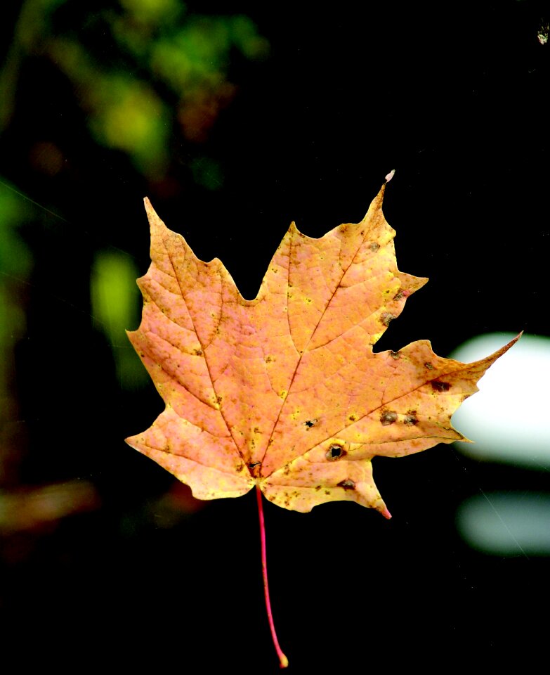 Outdoor natural fall
