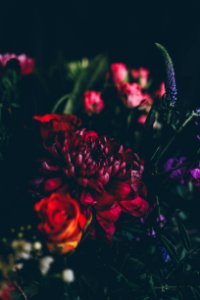 red and pink flowers