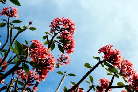 close-up photo of pink petaled flower photo