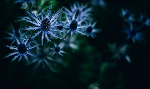 close-up photography of blue and gray petaled flowers