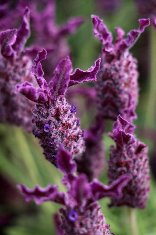 San juan Island, United states, Flowers