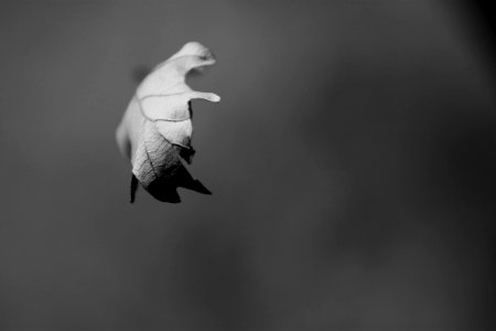 Kamaraerd, Hungary, Black  white