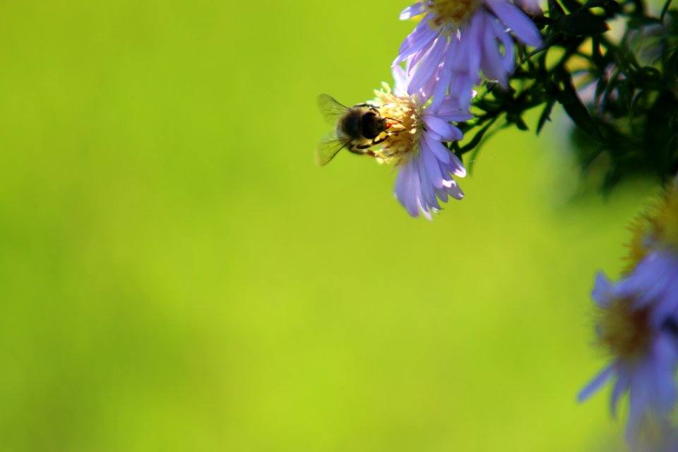 Szekszrd, Hungary, Bee