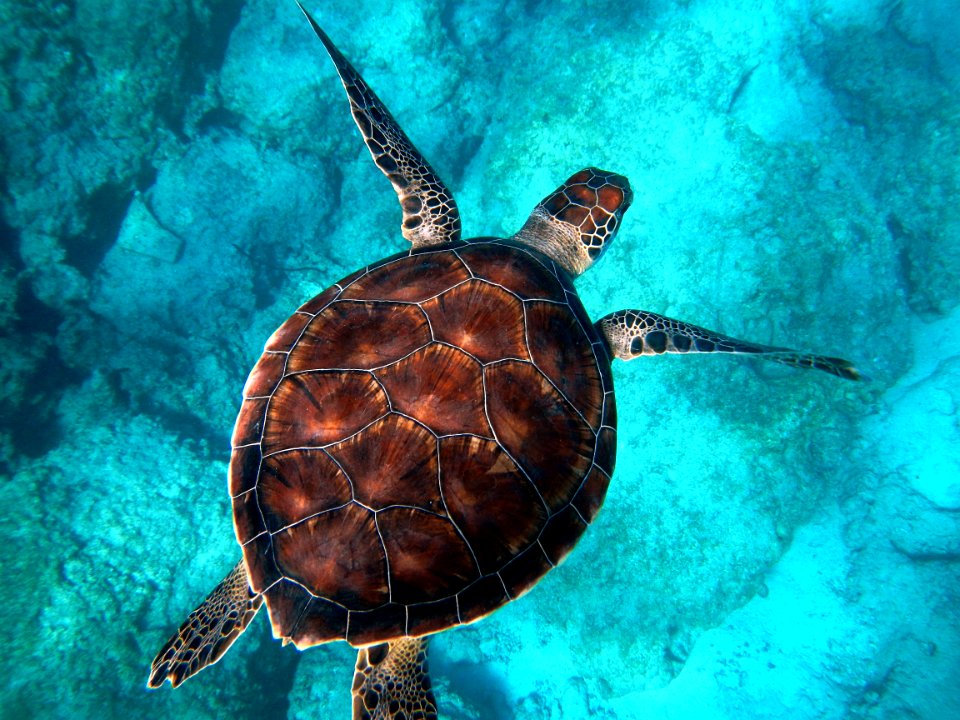 brown turtle swimming in ocean