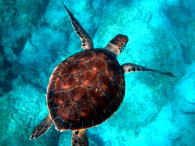brown turtle swimming in ocean