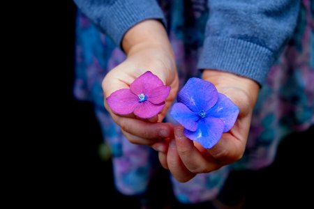 person holding flowers