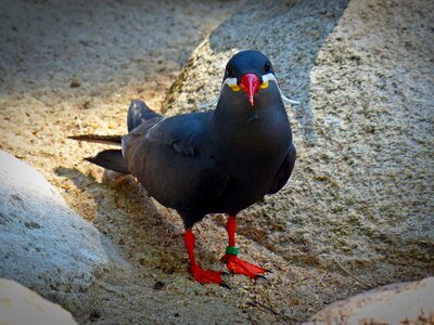 Bird animal water bird