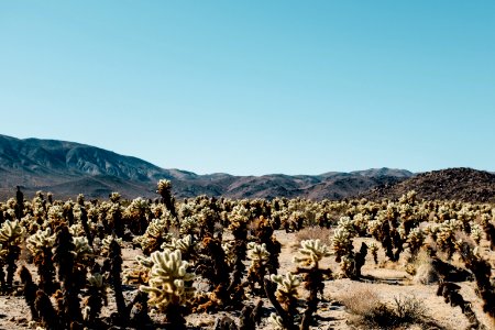 landscape photography of cactus