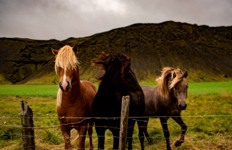 three assorted horses photo