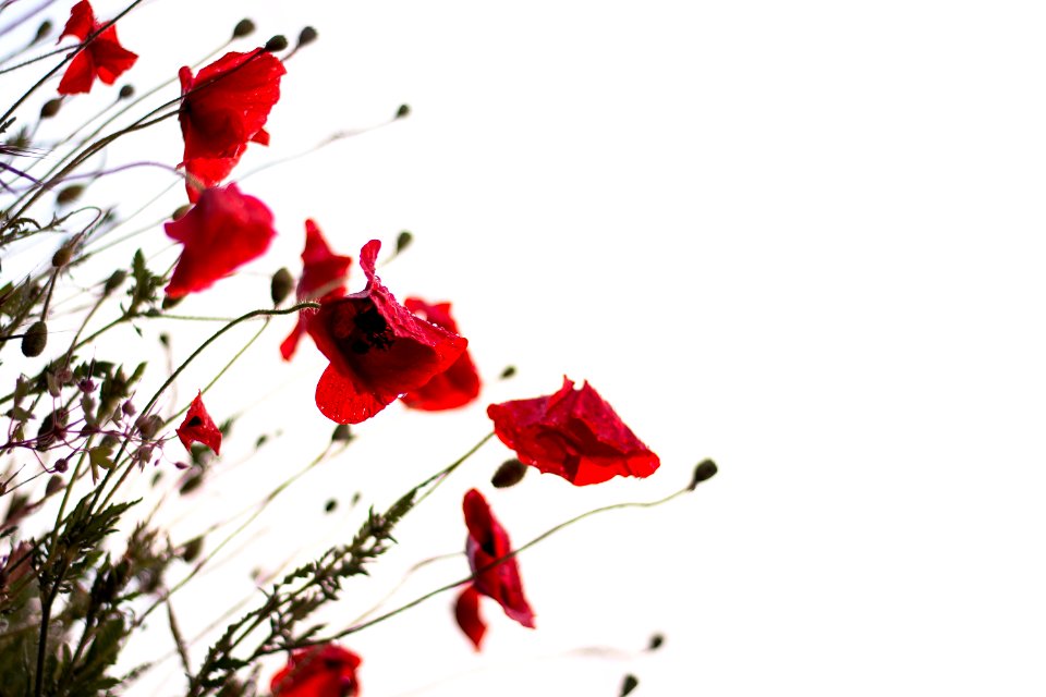 macro photography of red flowers