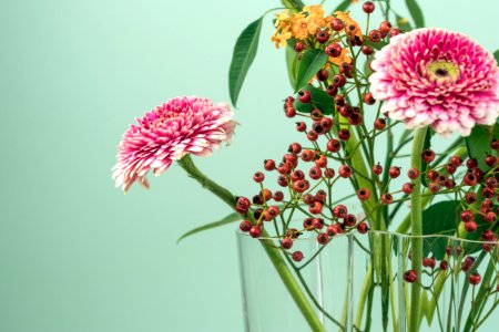 pink, yellow and brown petaled flowers photo