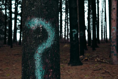forest trees marked with question marks photo