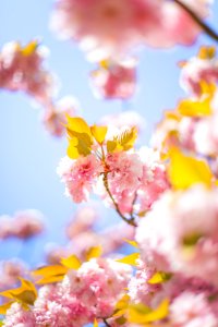 pink cherry blossom tree during daytime