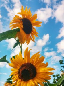 closeup photo of sunflower photo