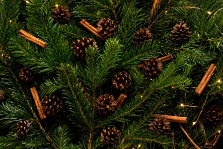 brown pine cones in pine tree photo