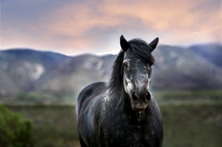 bokeh photography of a black horse photo