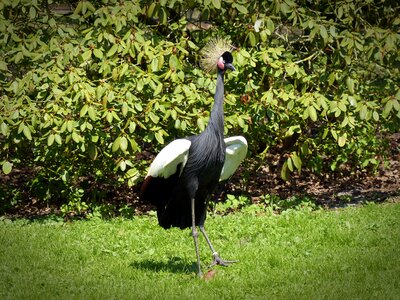 Headdress plumage animal world photo