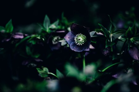 shallow focus photography of purple petaled flower photo