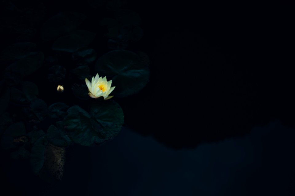 white flower on body of water photo