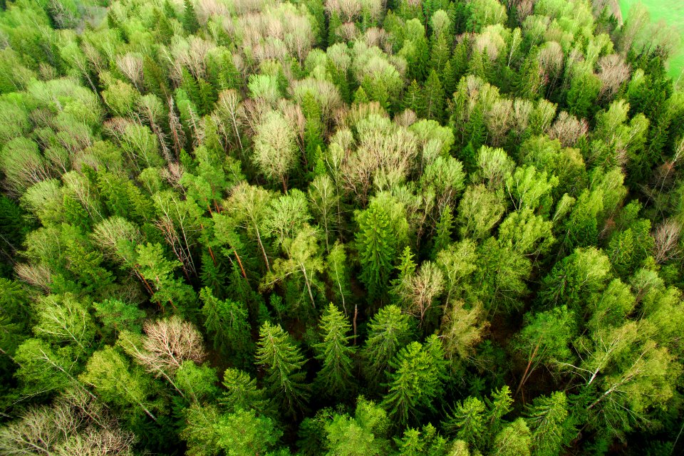 areal photo of trees