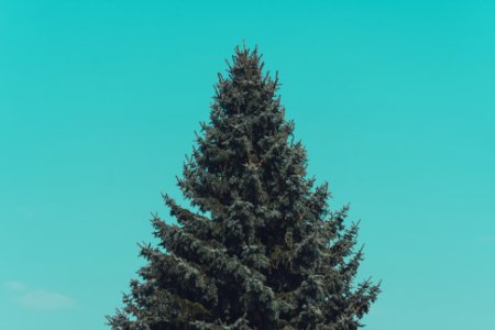 green pine tree under green sky photo