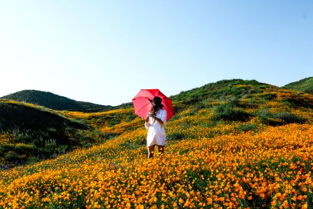 woman walking on orange petaled flower plant field while holding red umbrella photo