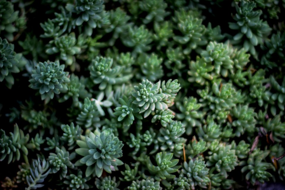 closeup photo fo green leaf plants