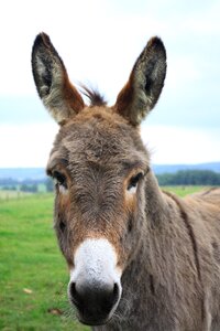 Gray donkey donkey head native animal lelkendorf photo