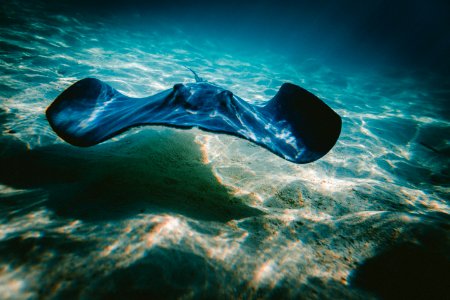 close up photo of manta ray